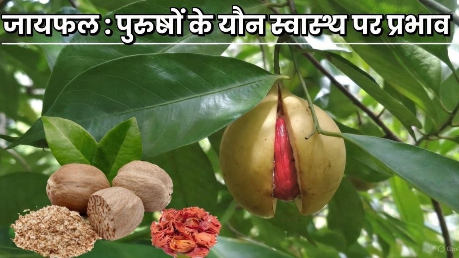 Read more about the article जायफल : पुरुषों के यौन स्वास्थय पर प्रभाव 