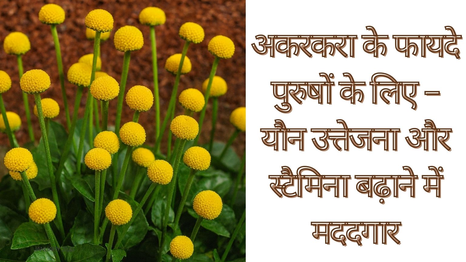 You are currently viewing अकरकरा के फायदे पुरुषों के लिए – यौन उत्तेजना और स्टैमिना बढ़ाने में मददगार