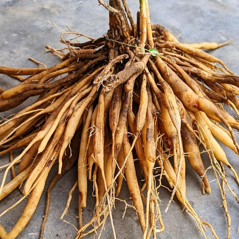 शतावरी